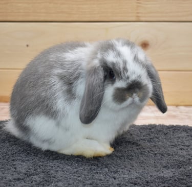 Hot Cross Buns' Toddles - broken opal baby doe