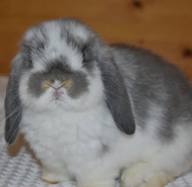 Hot Cross Buns' Toddles - broken opal baby doe