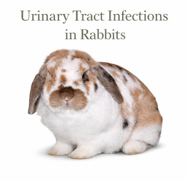 Tricolor Hot Cross Buns contemplates Urinary Tract Infections in rabbits