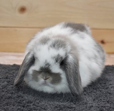 Hot Cross Buns' Waddles - broken opal baby doe