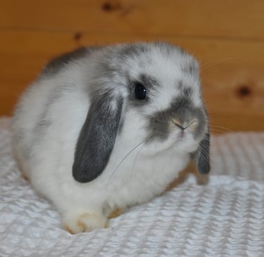 Hot Cross Buns' Waddles - broken opal baby doe