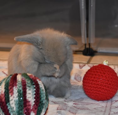 Hot Cross Buns' Wenceslas - blue tort Holland Lop baby buck on cream and red background  
