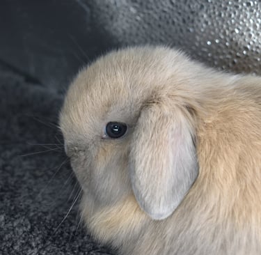 HCB's Parson Brown - lilac tort Holland Lop baby buck on black background