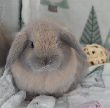 Hot Cross Buns' Wenceslas - blue tort baby buck Holland Lop on Christmas tree background fleece 