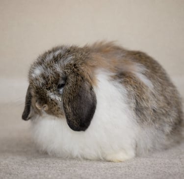 Fuzzy Hoy Cross Bun with a watery, crusty eye added to image for effect