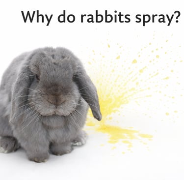 Gumption was neutered and retired from our breeding program early because he was a sprayer