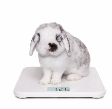 Hot Cross Bun being weighed