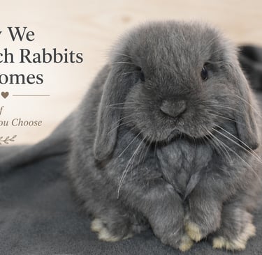 Hot Cross Buns' Finch waits for his ideal family