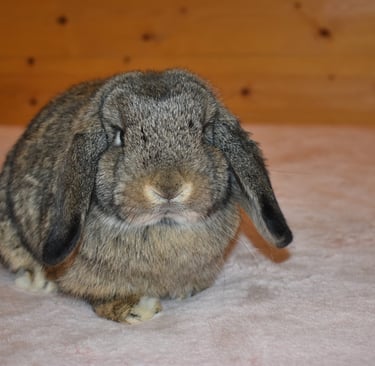 Hot Cross Buns' Wren - sweet junior chestnut doe