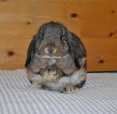 Hot Cross Buns' Wren - sweet junior chestnut doe