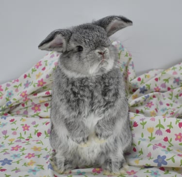 Hot Cross Buns' You Are My Sunshine - chinchilla baby buck begging on floral background