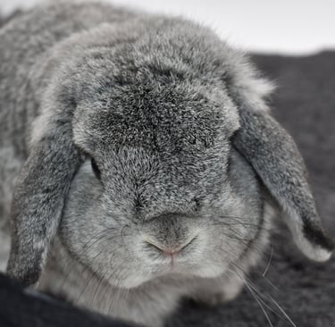 Hot Cross Buns' You Are My Sunshine - Solid chinchilla Holland Lop buck on black background