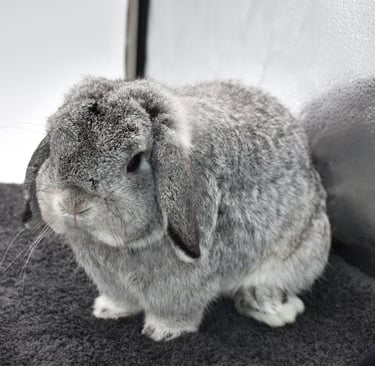 Hot Cross Buns' You Are My Sunshine - solid chinchilla breeding buck