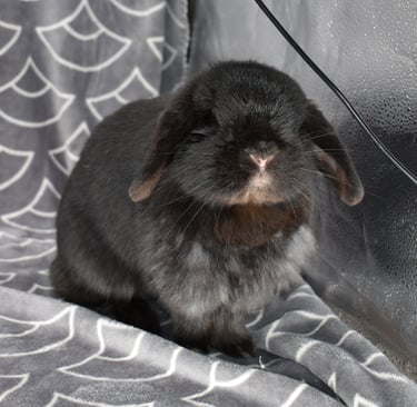 Hot Cross Buns' Zinnia - Solid black Holland Lop doe