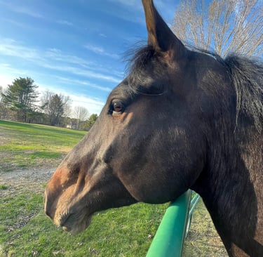 a horse head on a fenced in area with a fence