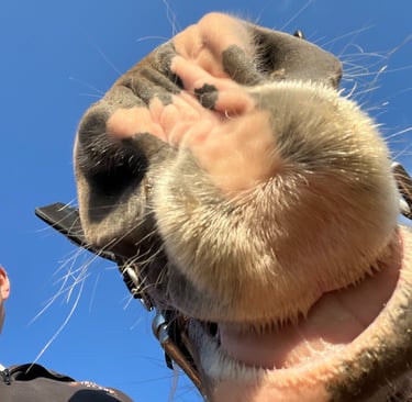 horse nose