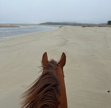 a horse is standing on the beach