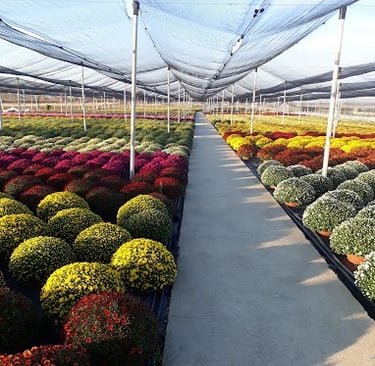 Greenhouse with flowers