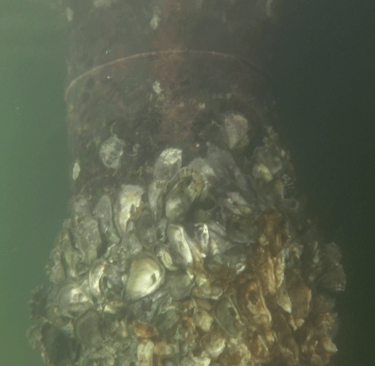 Underwater cleaning of the piles, seawalls,intakes, etc