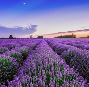 a photo of a field full of lavender plants in flower with a twilight sky above