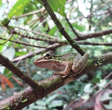 atv adventure khao lak tree frog at waterfall