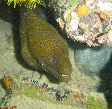 borneo sipadan diving moray eel