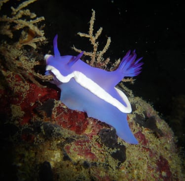 borneo sipdan diving nudibranch
