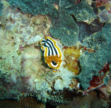 borneo sipadan diving nudibranch