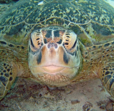 borneo sipdan diving turtle