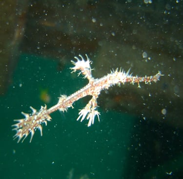 borneo sipdan diving ghost pipefish