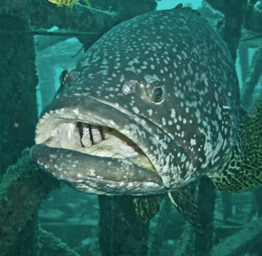 grouper kapali sipadan borneo malaysia