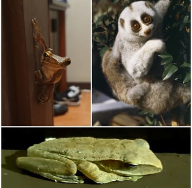 khao lak merlin resort wildlife