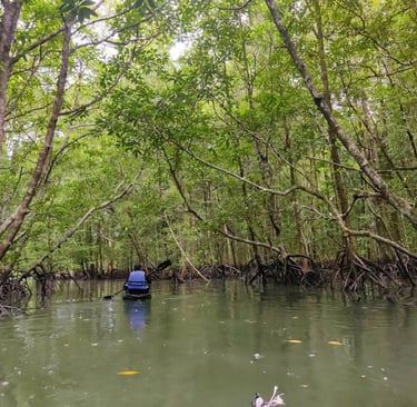 langkawi kilim geopark kayaking