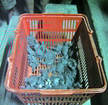 borneo palau selingan turtle hatchlings