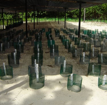 borneo palau selingan turtle hatchery
