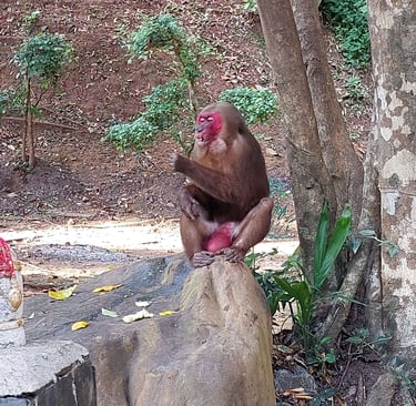 phang nga khao chang stump tailed macaque