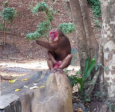 phang nga khao chang stump tailed macaque