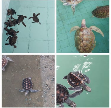 thailand khao lak turtle conservation centre turtles