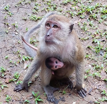 thailand phang nga wat suwan khuha monkeys