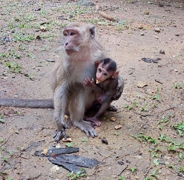 thaialnd phang nga wat suwan khua monkeys