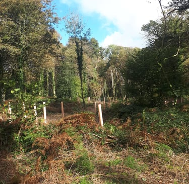 wild forest habitat management