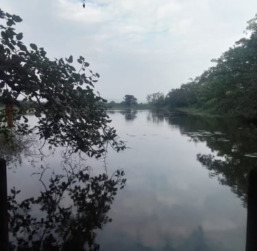 pond
