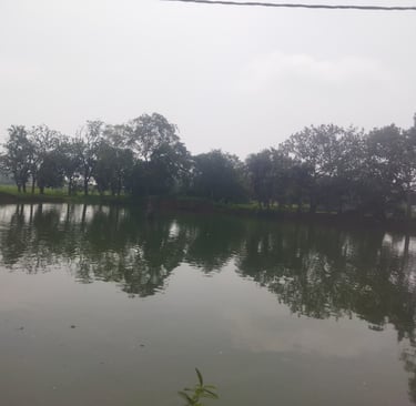 pond