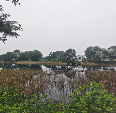 pond