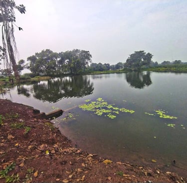 pond