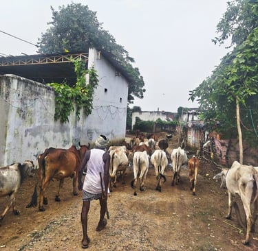 cattle