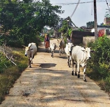 cattle