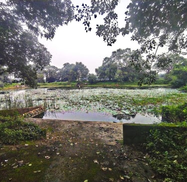 pond