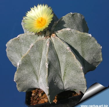Astrophytum myriostigma Cactus