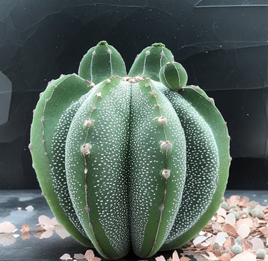 Astrophytum myriostigma Cactus